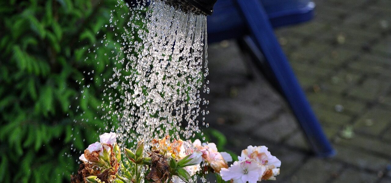 Blumen werden mit Wasser aus einer Gießkanne gegossen.