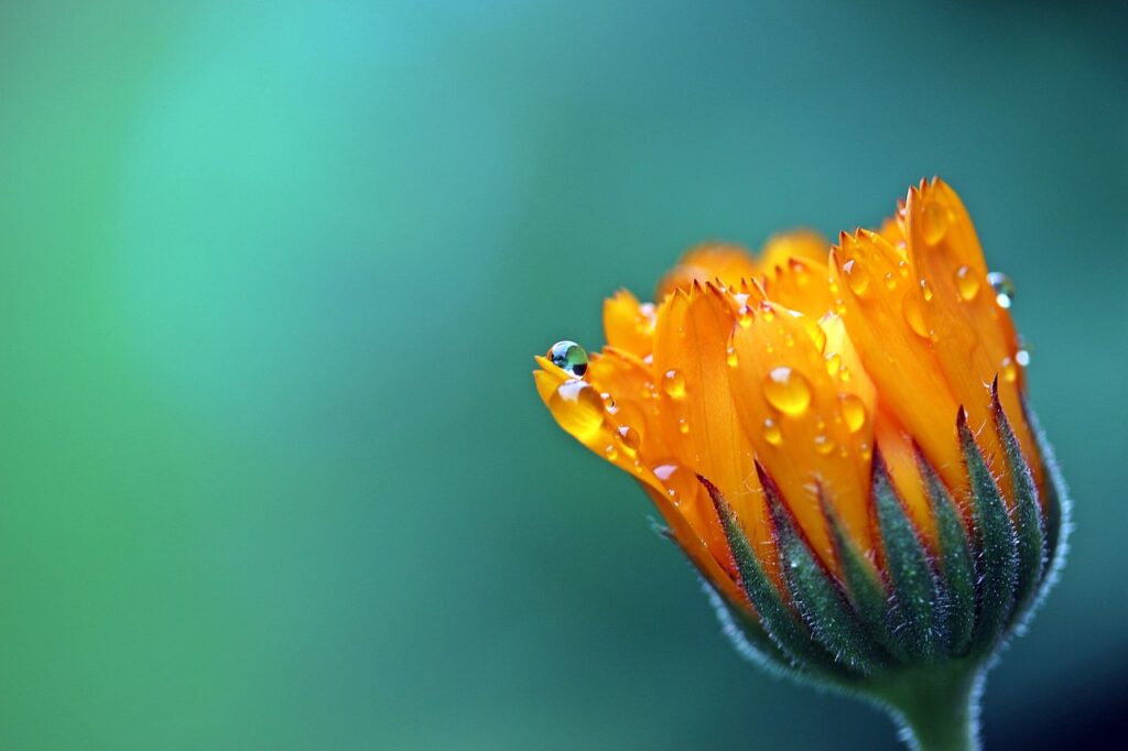 Stimmungsbild: Nahaufnahme von Marigold Blume mit Wassertropfen.