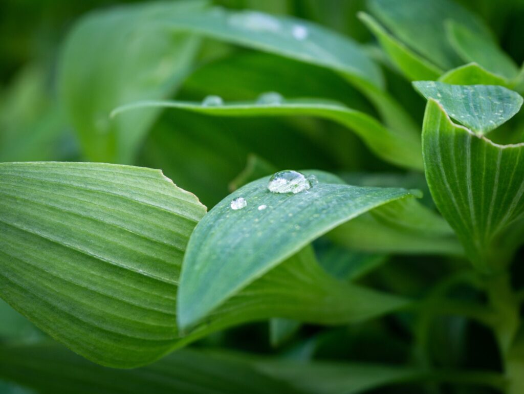 Stimmungsbild: Wassertropfen auf Pflanzenblatt, Lotus-Effekt.