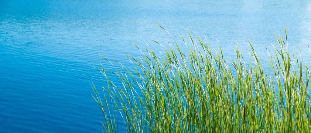 Stimmungsbild: Grünes Gras am Ufer eines Sees.