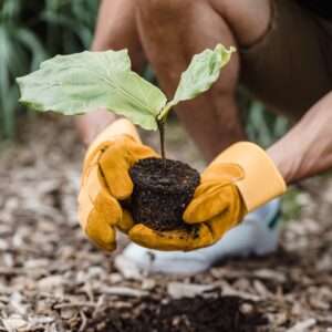 Person mit Handschuhen pflanzt Pflanze in ein Beet.