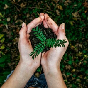 Kategoriebild: Hände halten einen Pflanzensätzling und Erde.