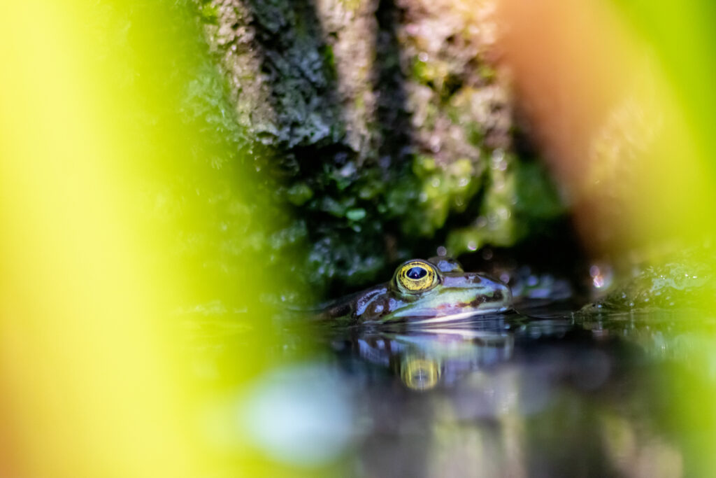 Stimmungsbild: Frosch im Gartenteich.